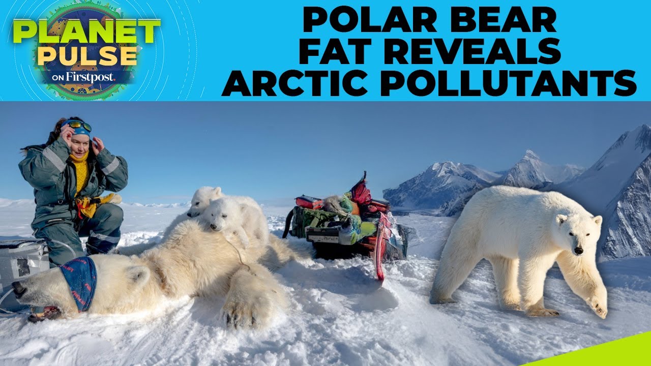 Arctic Under Pressure: Scientists Probe Polar Bear Fat to Understand Pollution's Impact|Planet Pulse