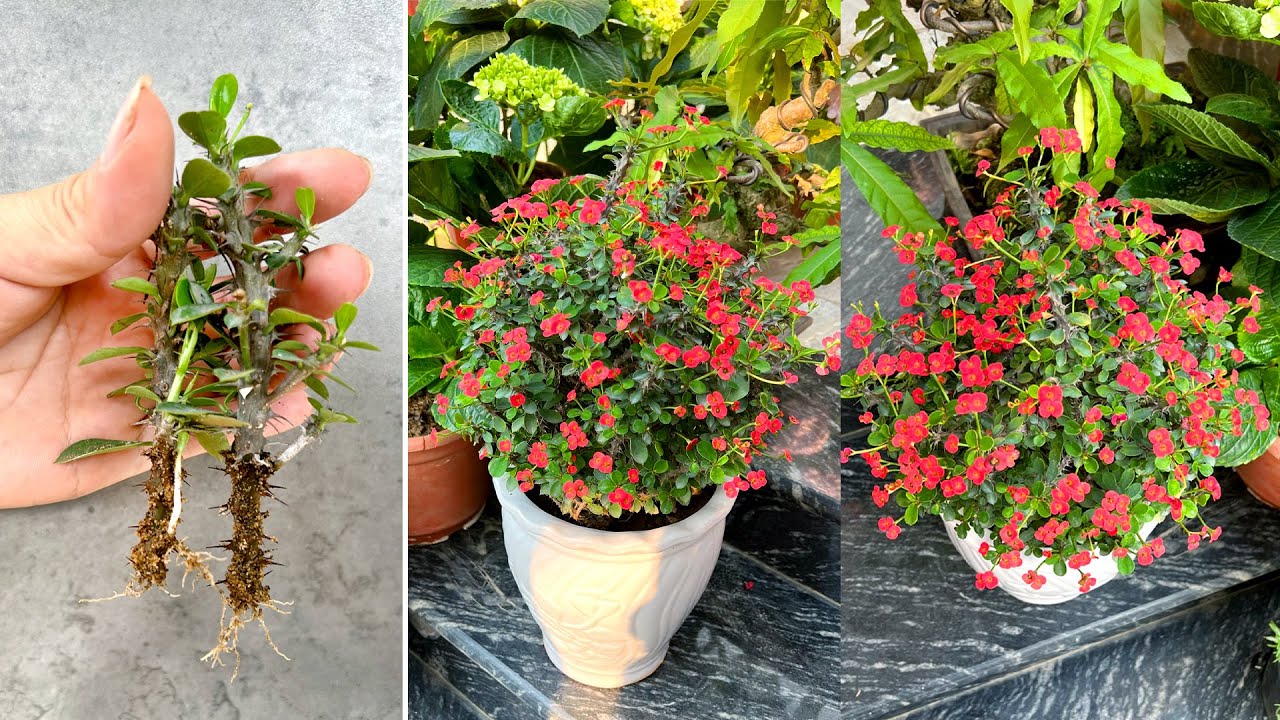 Прекрасные идеи ландшафтного дизайна с Euphorbia geroldii и простым размножением