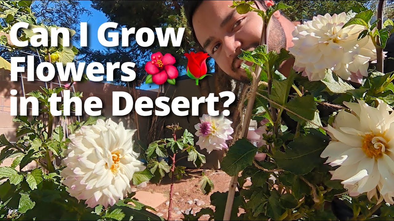 A Relaxing Video Sharing All the Flowers Growing in My Desert Garden 🌸🌼🌺