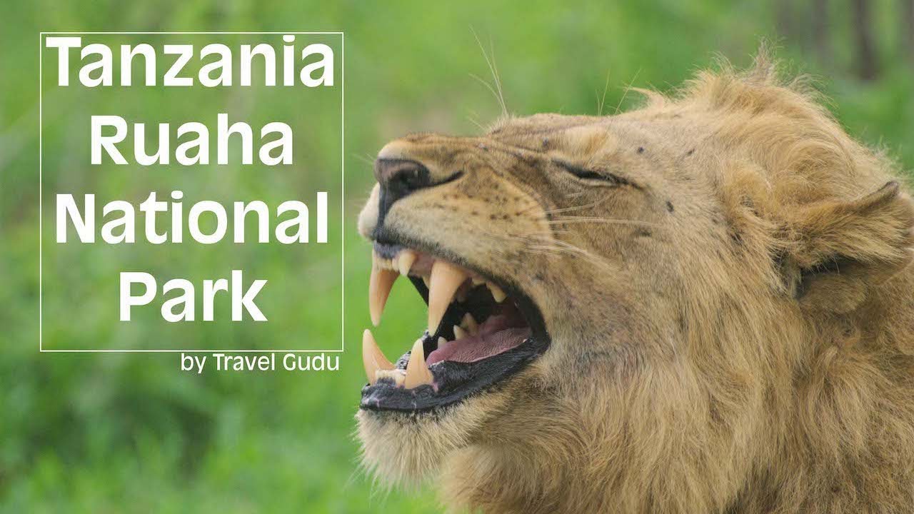 Safari in Tanzania al parco Ruaha #africa #tanzania #safari