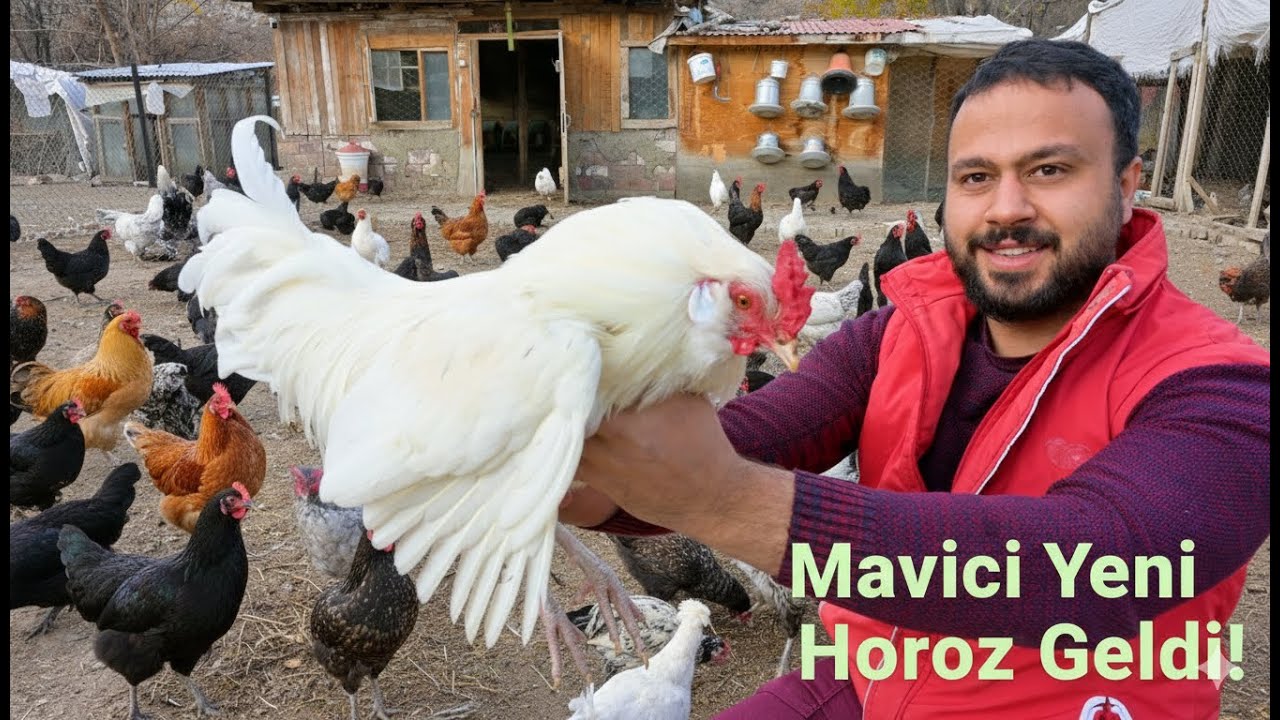 🐓 Mavici Yeni Horoz Geldi! 😍 | İlk Kez G&ouml;rd&uuml;ğ&uuml;m Tavukları İnceledik 🐔 | Gezen Tavuk &Ccedil;iftlik İşleri