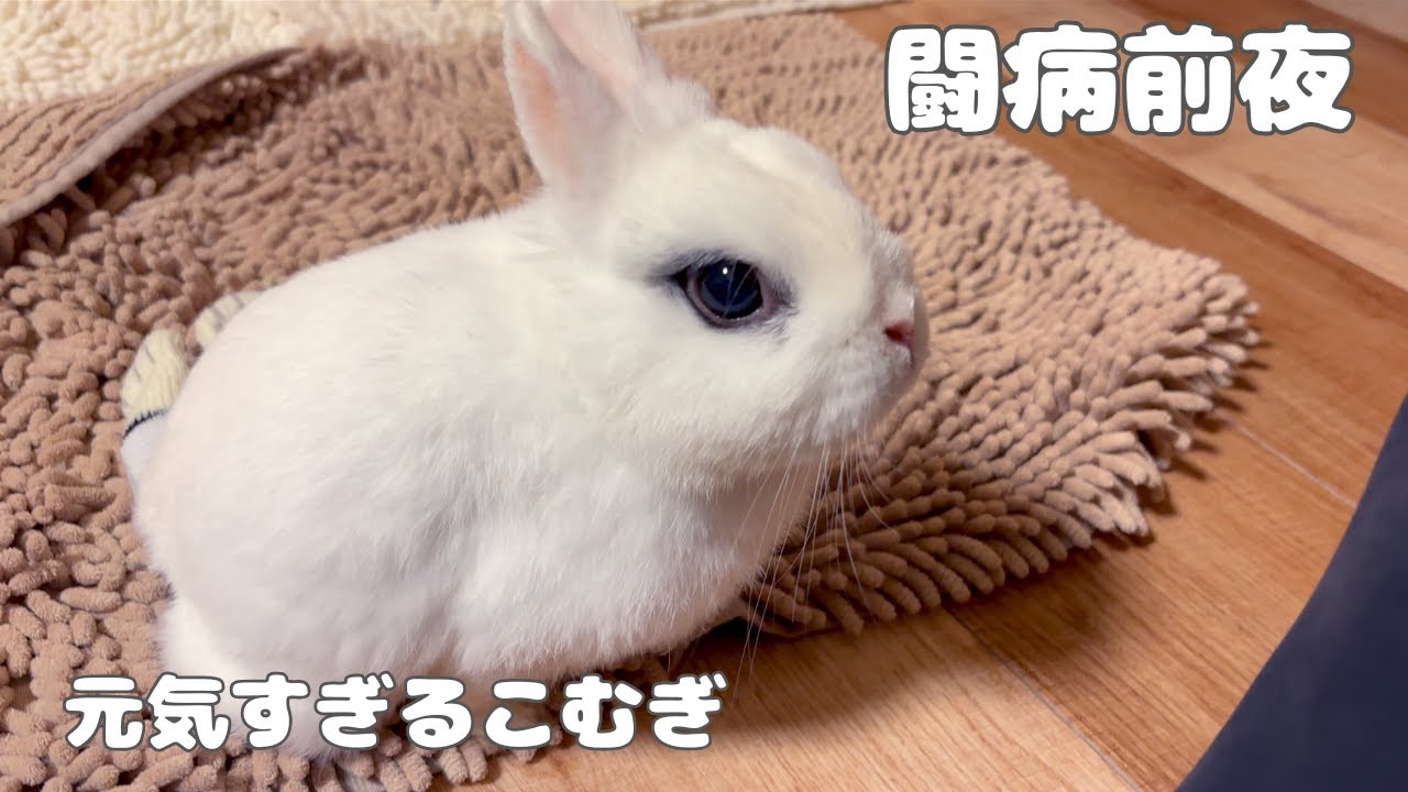 闘病前夜　この後こむぎは飼い主にイタズラを仕掛けます
