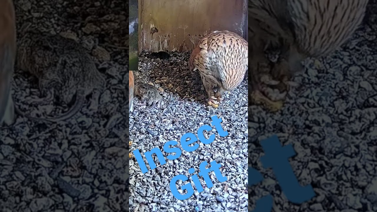 Short: lesser kestrel male gifts female a huge insect