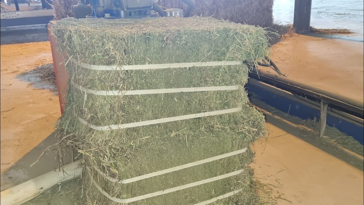 export import alfalfa hay