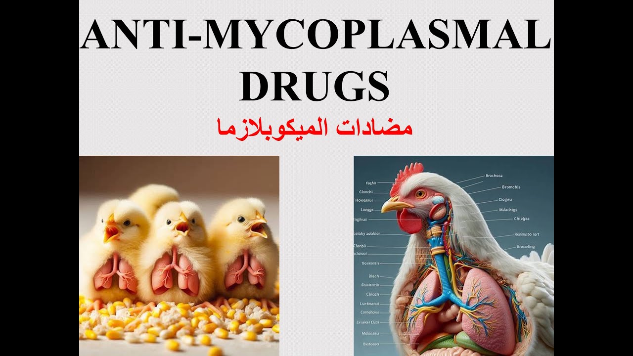 ANTI-MYCOPLASMAL DRUGS مضادات الميكوبلازما في الدواجن