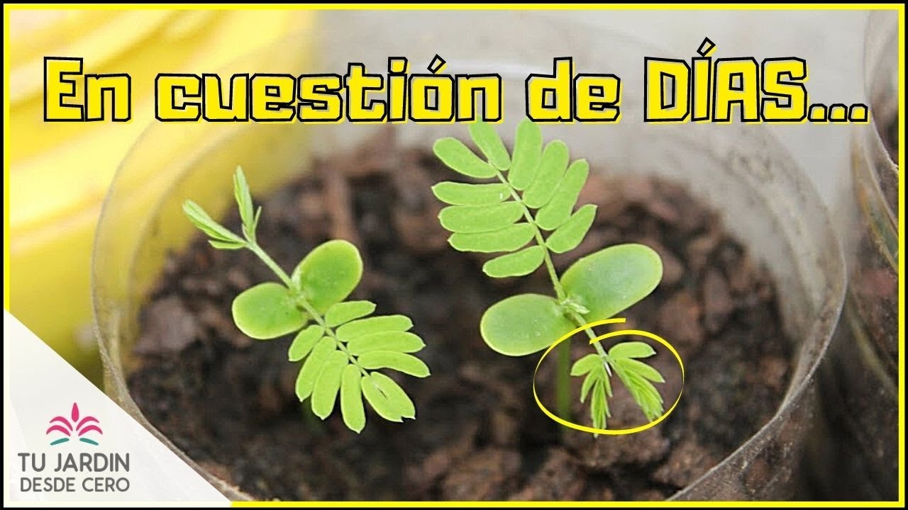 🌱 Germino Acacia de Constantinopla | Sembrar desde semilla #1