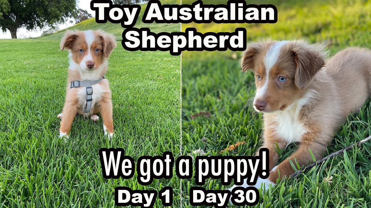 1 Month with a Toy Mini Australian Shepherd (Puppy VLOG)