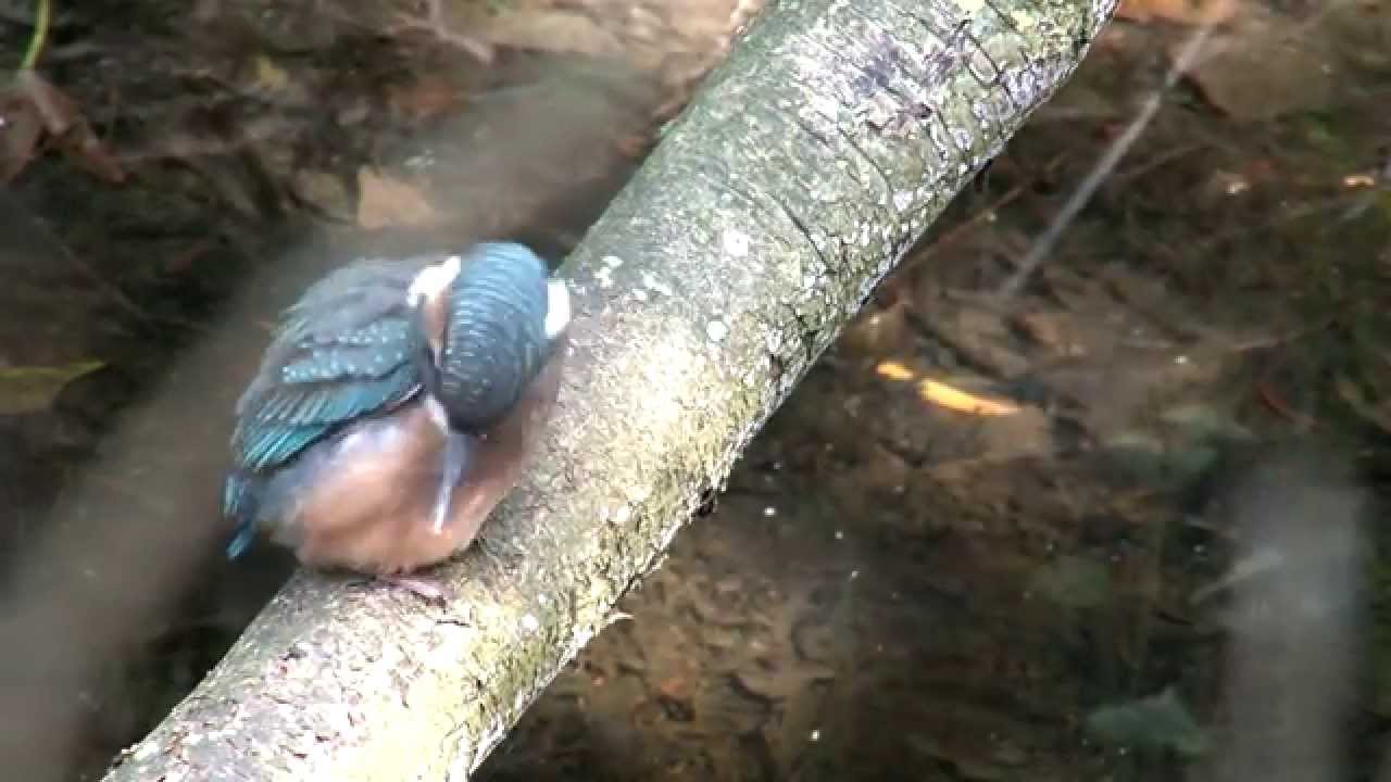 De verborgen wereld van de blauwe parel, de ijsvogel, natuurfilm