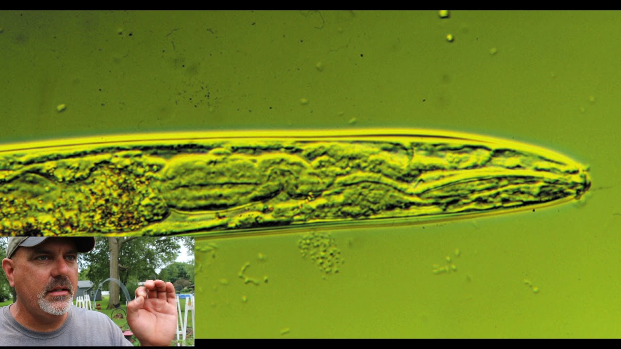 How Alfalfa Meal Fertilizer Works