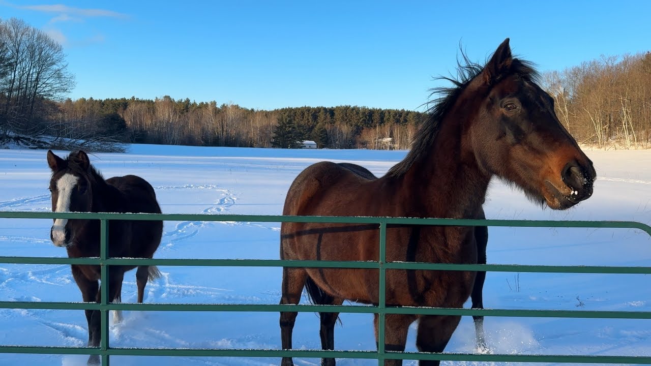 Frisky Horses Play In The Snowy Farm Fields