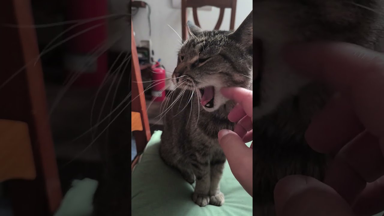 さあさあ撫でまくれｗ #おっさんとネコ