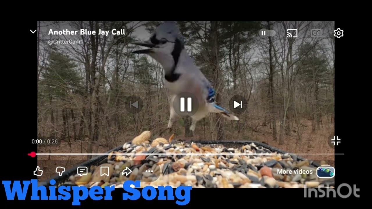15 types of blue jay calls