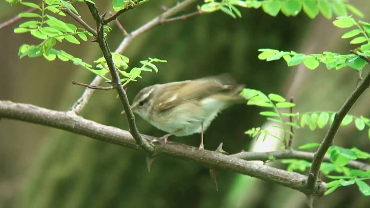 エゾムシクイ（1）さえずりと地鳴き - Sakhalin leaf-warbler - Wild Bird - 野鳥 動画図鑑