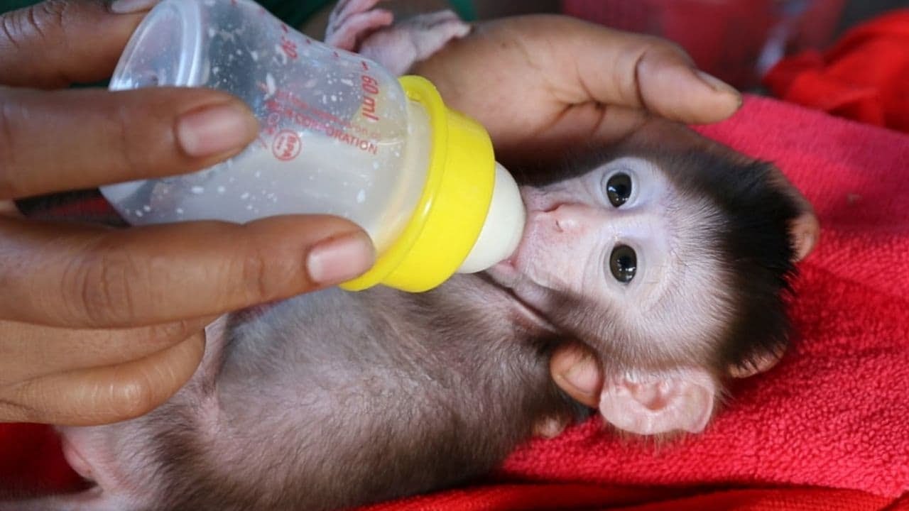Amazing! Small Baby Monkey KOTO Drinking Milk With Big Milk Bottle| KOTO Drinking Milk Very Fast