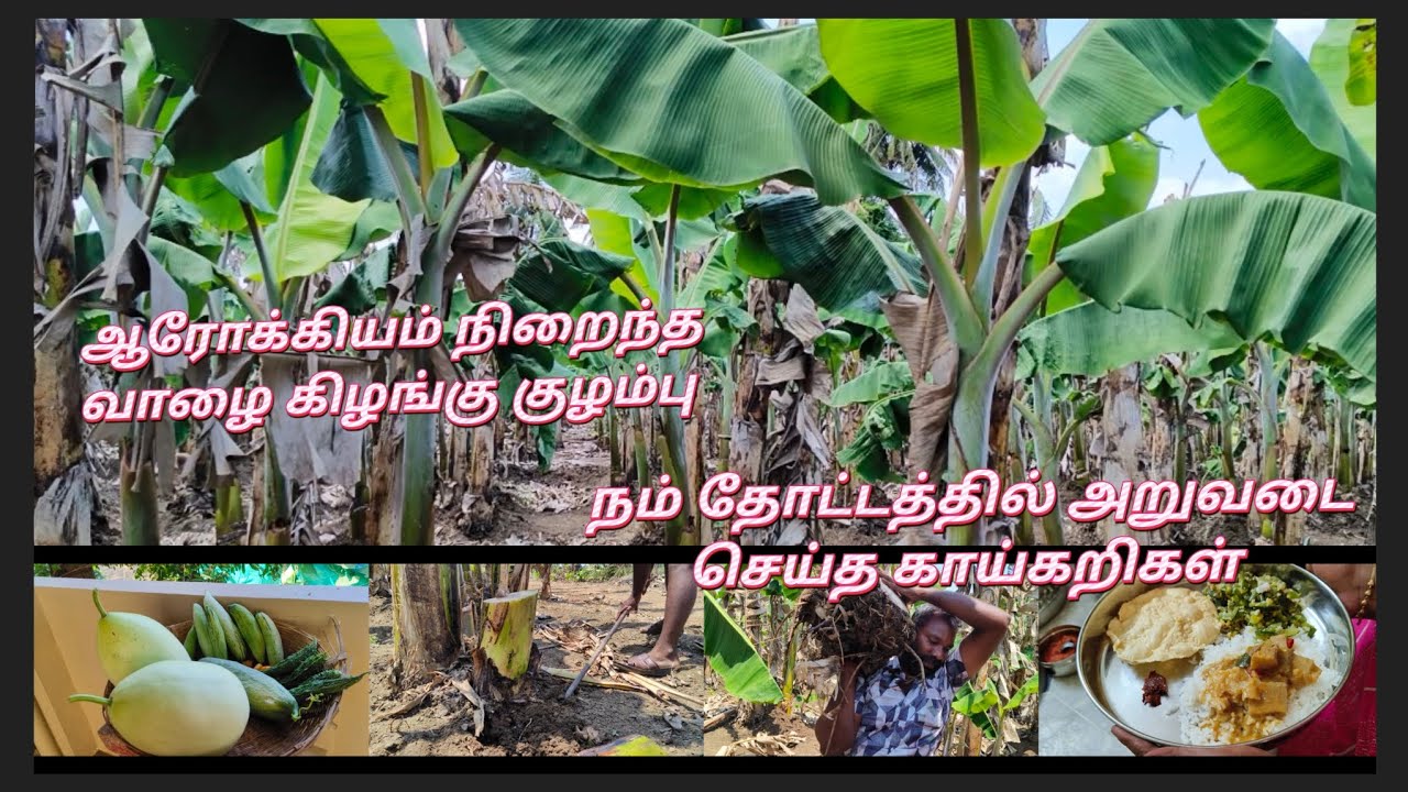 ஆரோக்கியம் நிறைந்த வாழை கிழங்கு குழம்பு village style cooking 