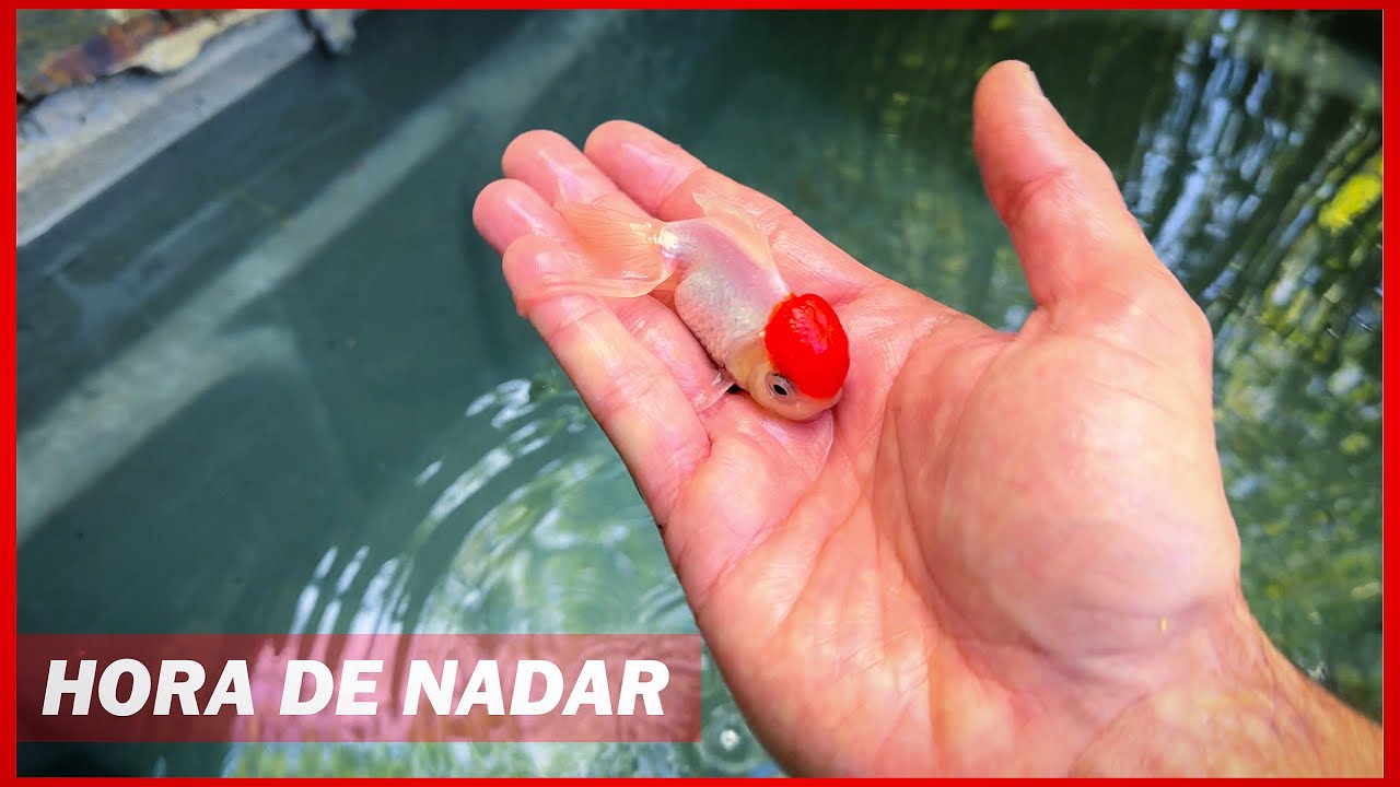 NUESTROS GOLDFISH YA ESTÁN EN EL ESTANQUE ☘️🐠