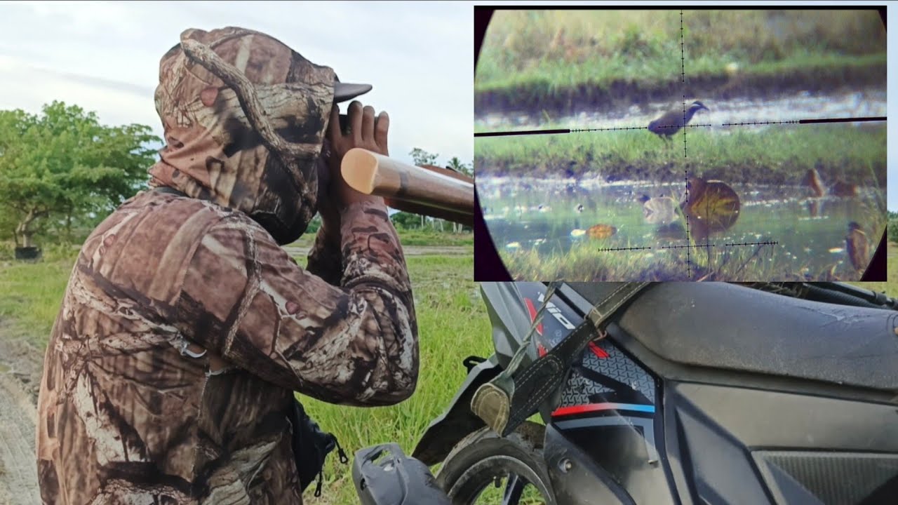 Berburu sintar/sintaran‼️burung ras terkuat di sawah