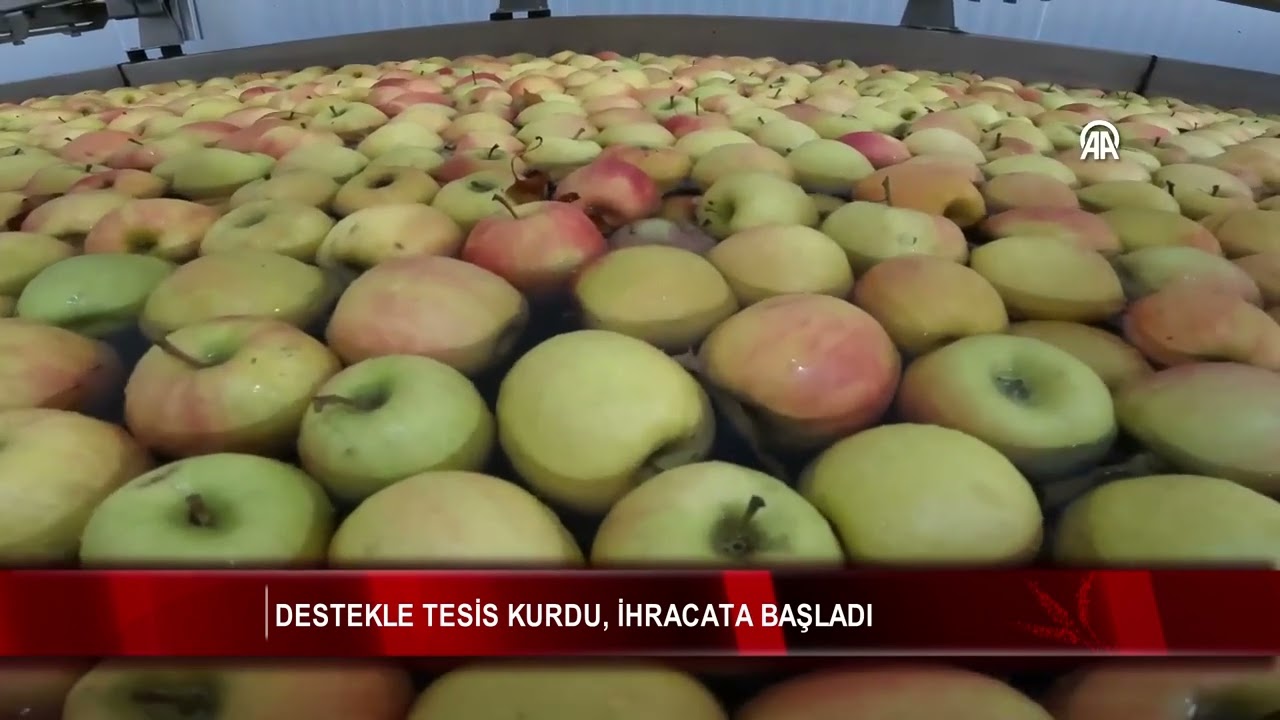 Destekle tesis kurdu, ihracata başladı