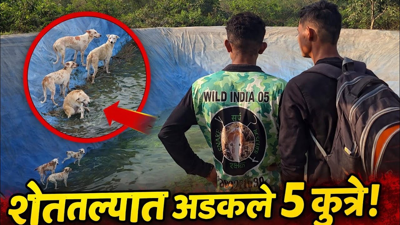 शेततळ्यात अडकले 5 कुत्रे 😢 | वेळेत पोचलो नसतो तर काय झालं असतं? | Dog Rescue