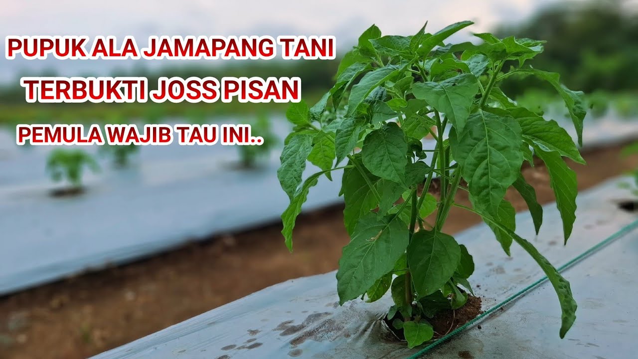 FORMASI PUPUK ALA JAMPANG TANI DARI AWAL VEGETATIF SAMPAI PEMBUAHAN..PEMULA WAJIB TAU INI...!!