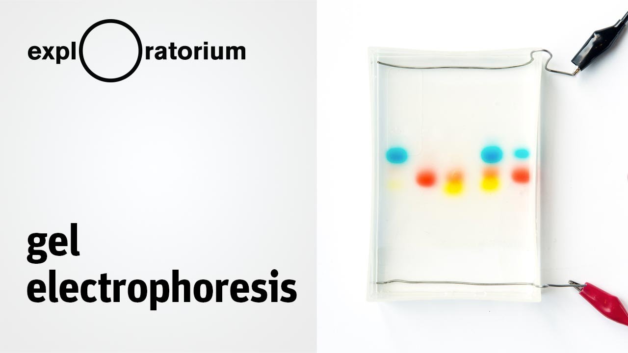 Easy method for separating charged molecules | Gel Electrophoresis - Science Snacks