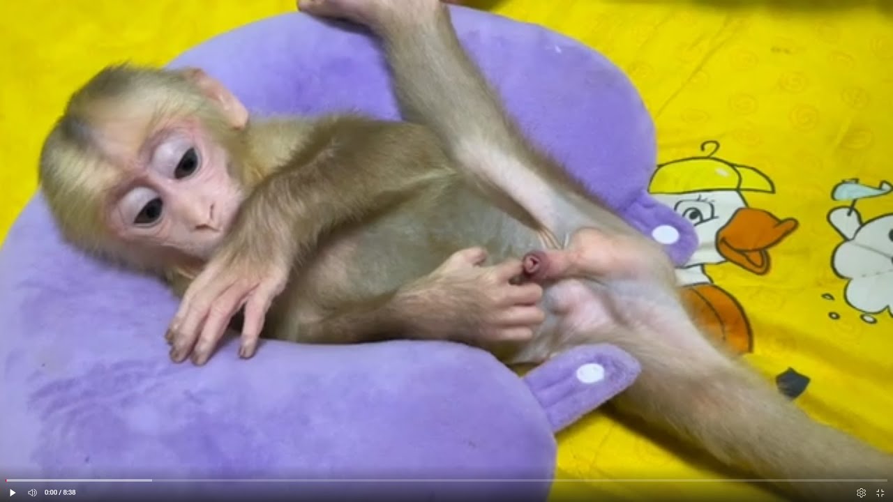 Baby monkey Miker drink milk