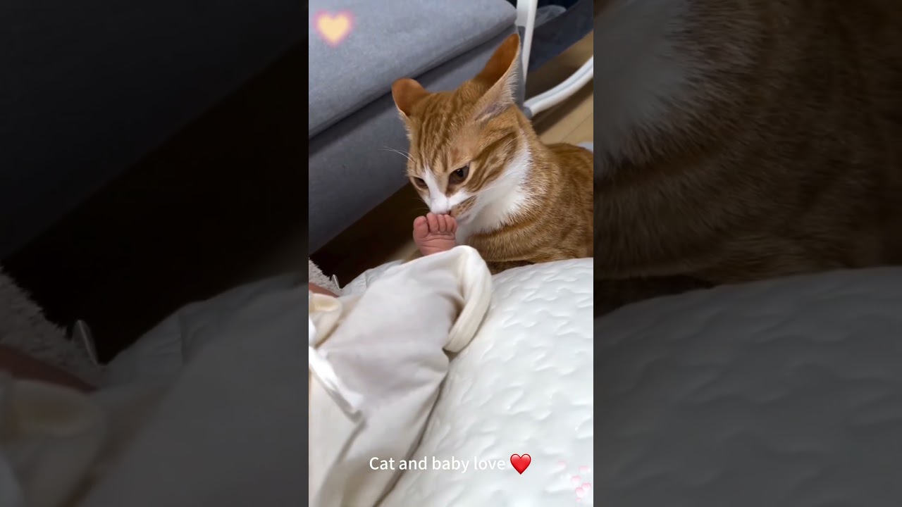 Cat and baby love ❤️❤️❤️
