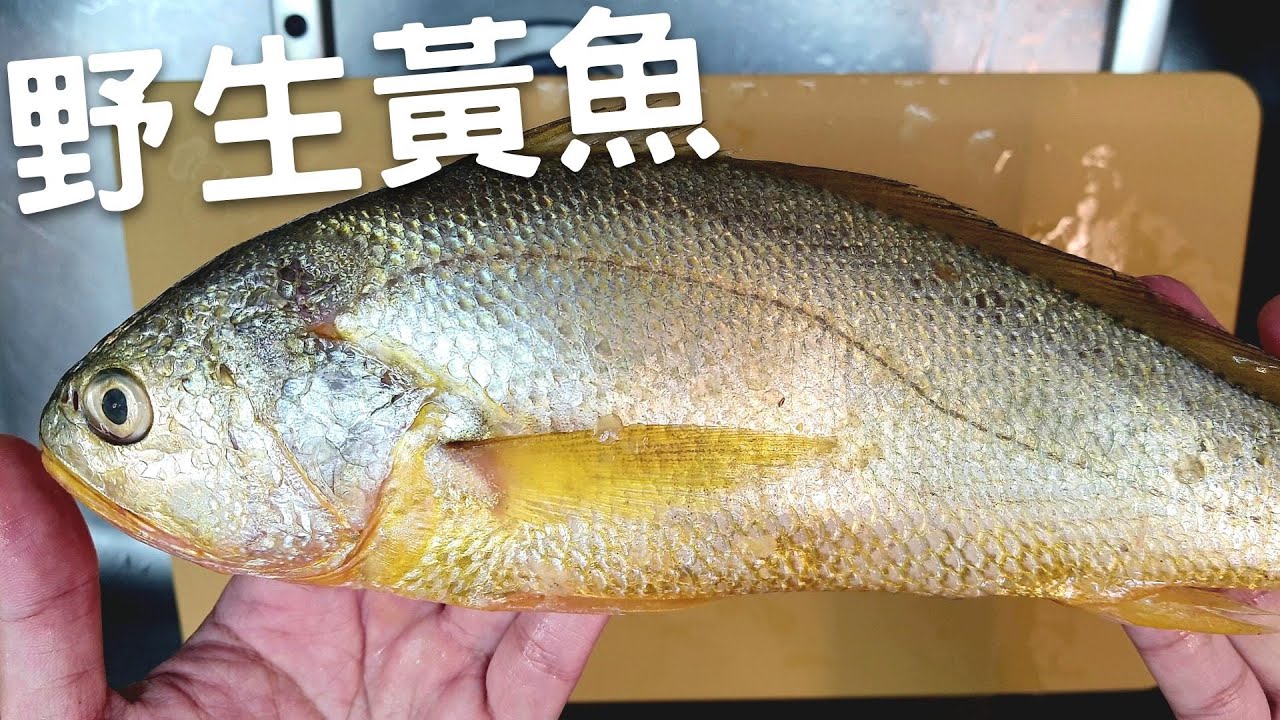 野生黃魚煨麵 細膩滑順的口感。 | 冬天弄上一鍋 老婆離不開你。