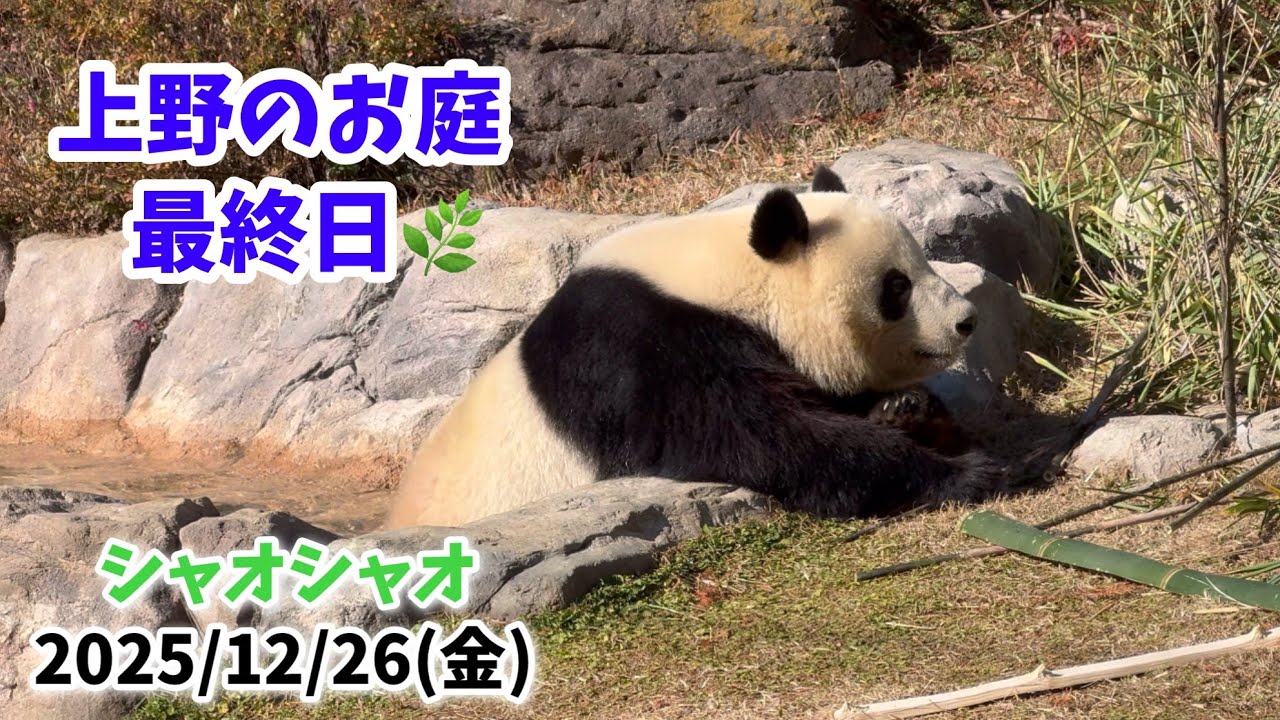 【可愛い鳴き声シャオくん🐼💚＆お昼寝レイちゃん🐼💛】〜上野のお庭で過ごす最終日🌿 2025/12/26(金)上野動物園〜