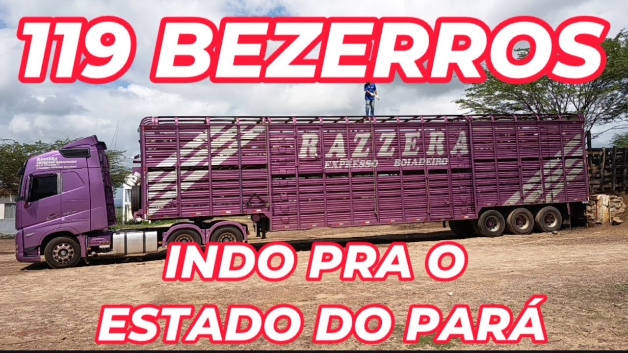 Segundo Caminhão sai com 119 bezerros de Tabira-PE