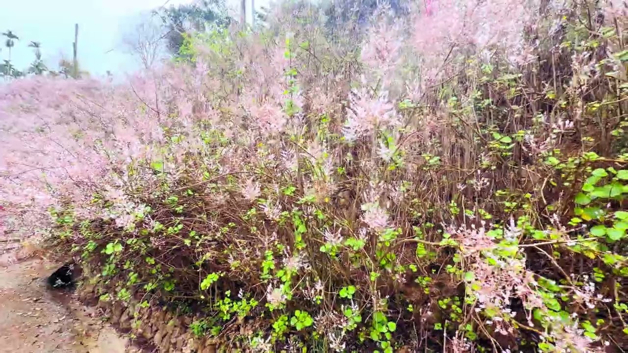 粉紅山丘麝香木祕境