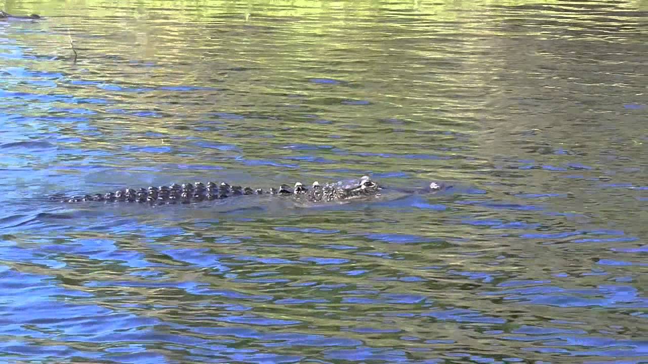 Air Boat ride, Myakka River State Park