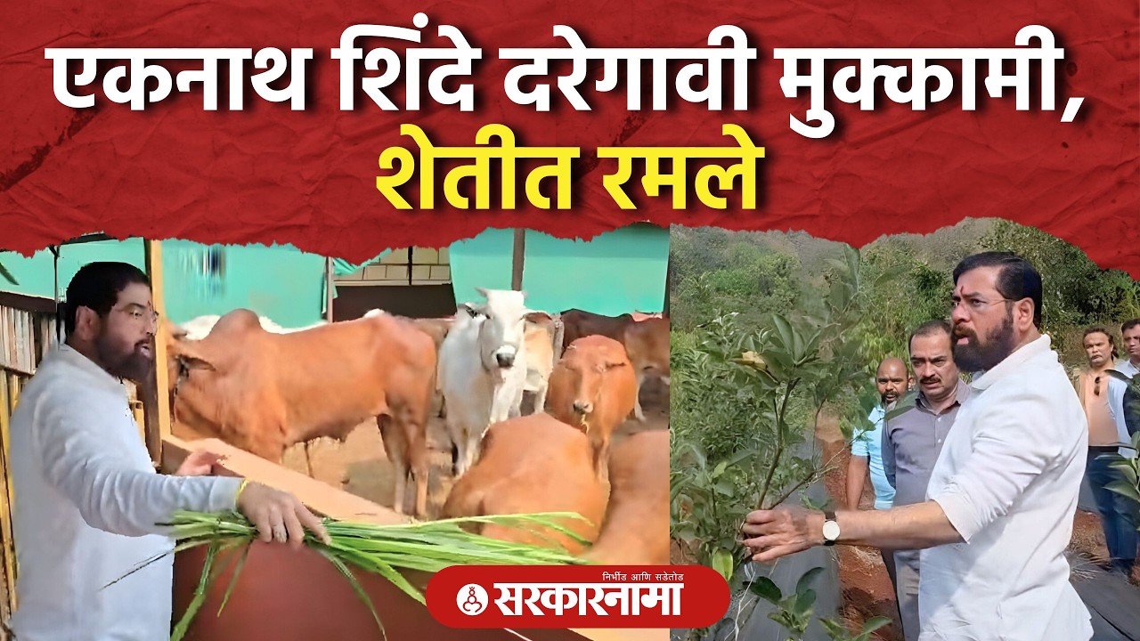 Eknath Shinde दरे गावी मुक्कामाला , शेतीकाम अन् गायींमध्ये रमले Dare Vilage, Satara News