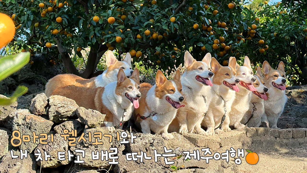 8마리 웰시코기 대가족의 버킷리스트🐶🍊 [8코기네 2023 제주 여행 몰아보기]