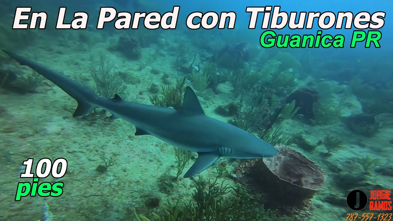 Buceo Profundo con tiburones por la pared en Guanica, Puerto Rico