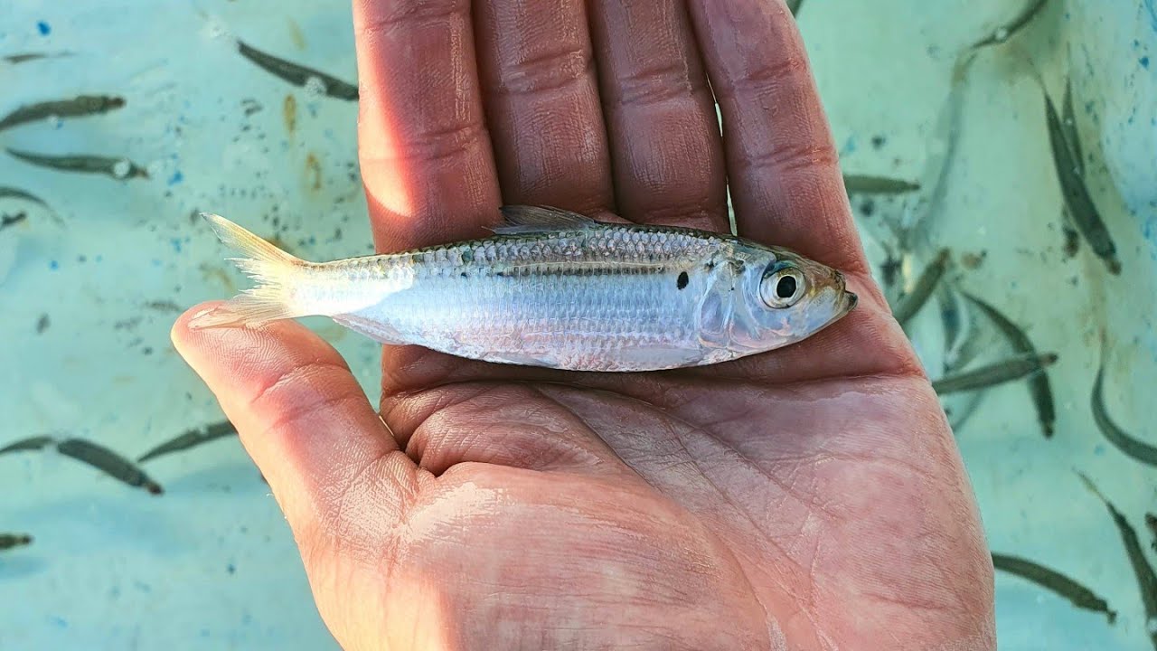 PESCA con SARDINA VIVA | PESCA con CARNADA VIVA en el MAR