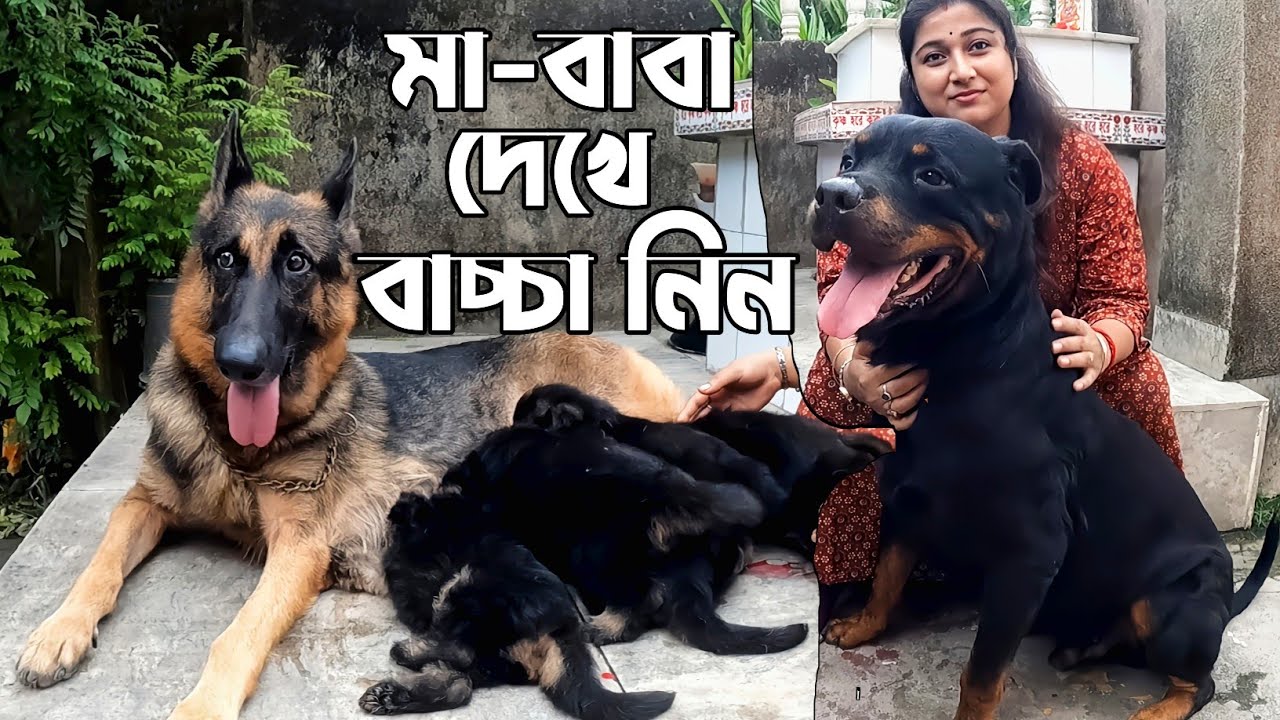 Dog Kennel Howrah। Puppy Sell in Kolkata। Rottweiler, German Shepherd & Golden Retriever।