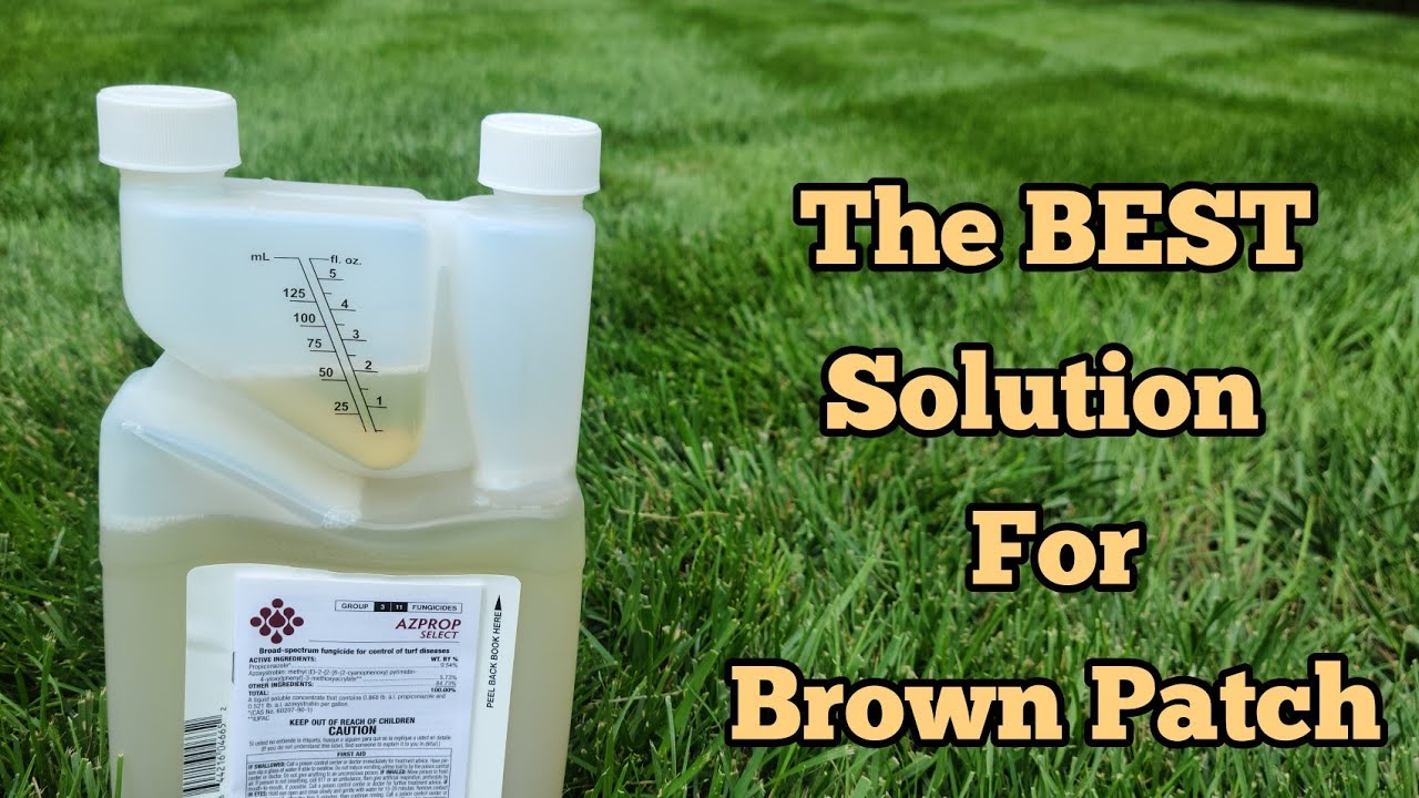 Get rid of Brown Patch using this...