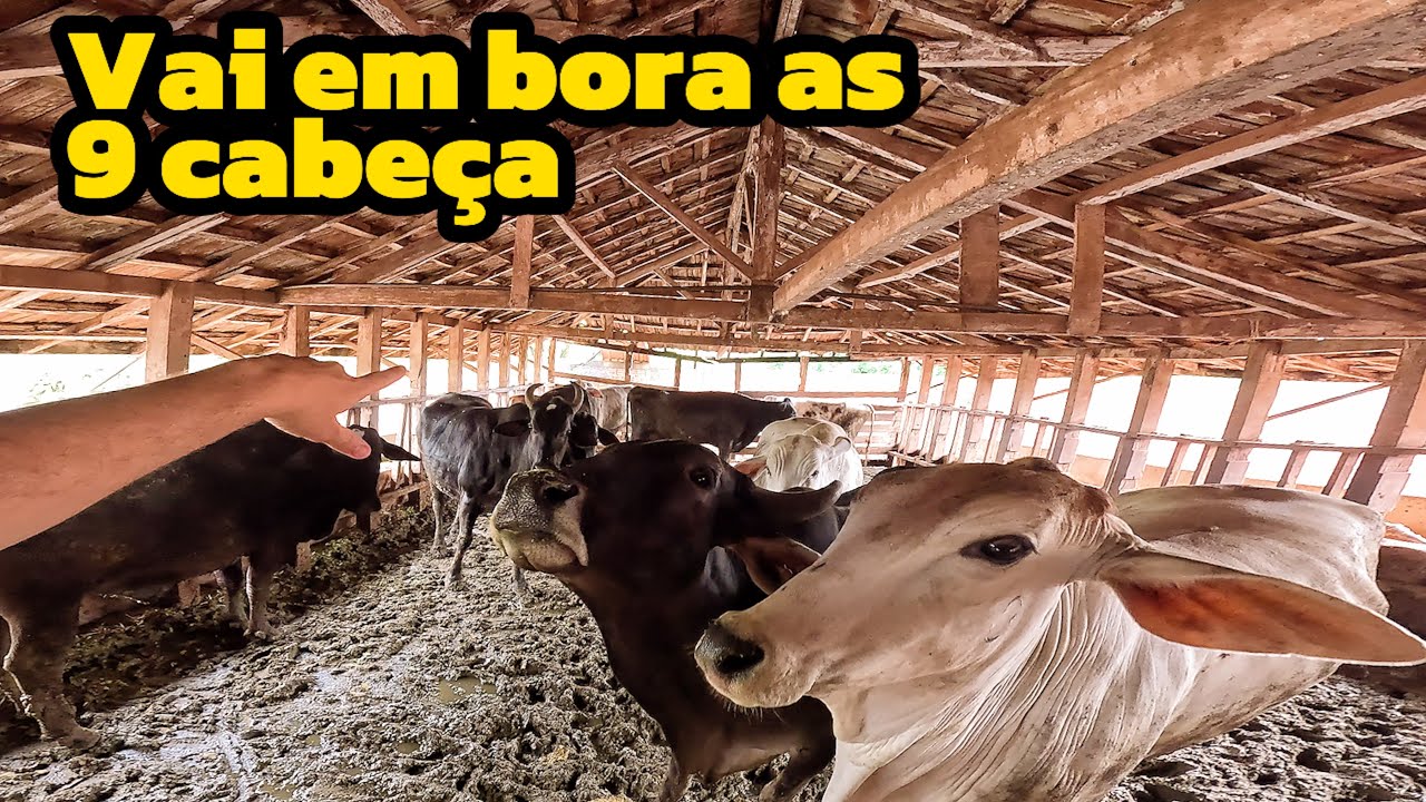 Paitrão vendeu o lote de gado (roçavlog)
