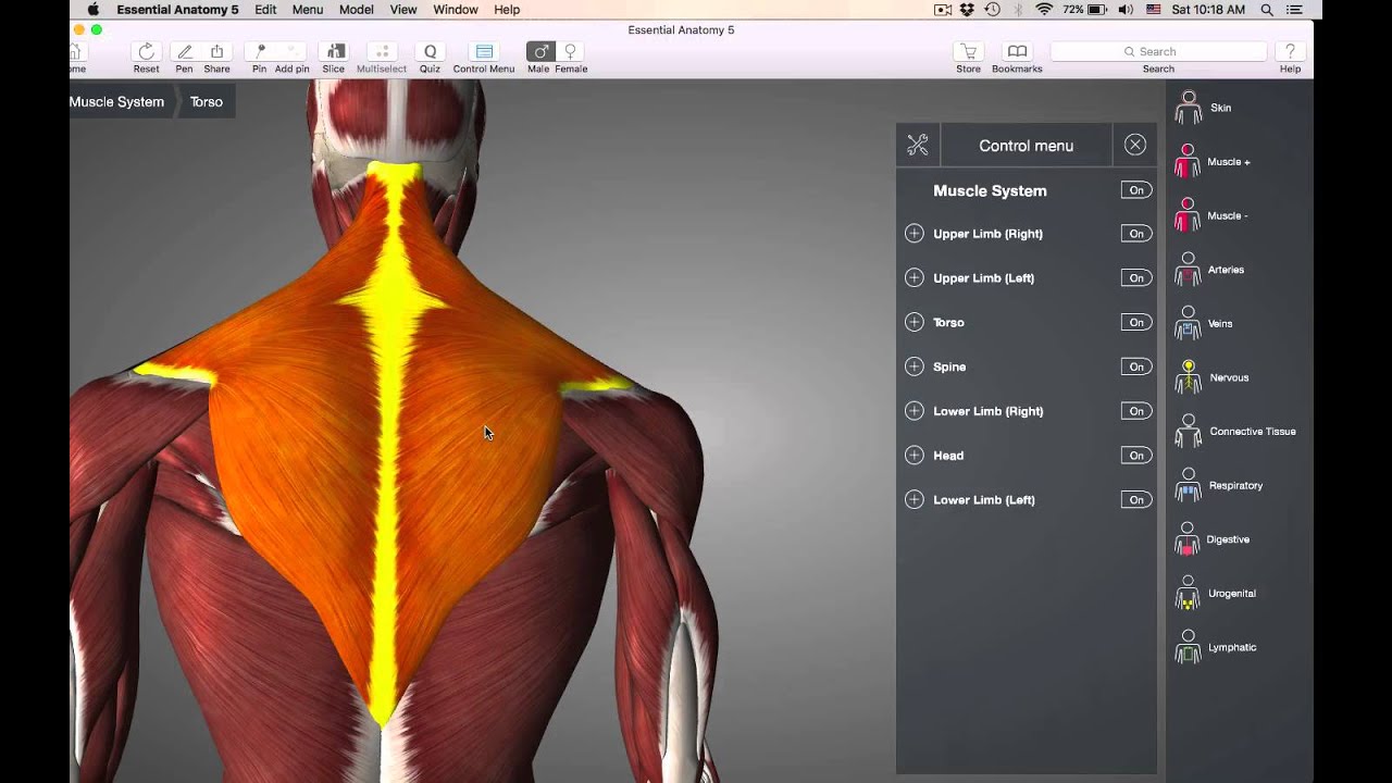 Muscle quiz 1