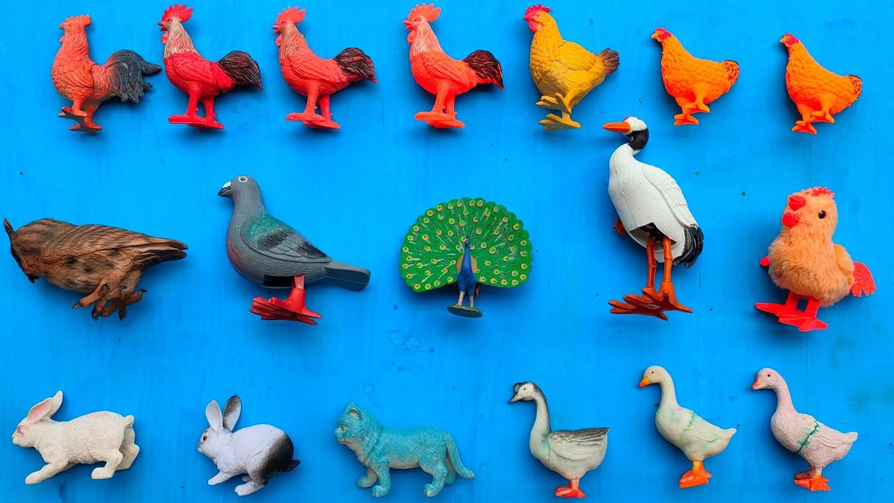 suara hewan.. ternak ayam, bebek, angsa, kelinci, kucing, burung merak, burung unta, burung merpati.