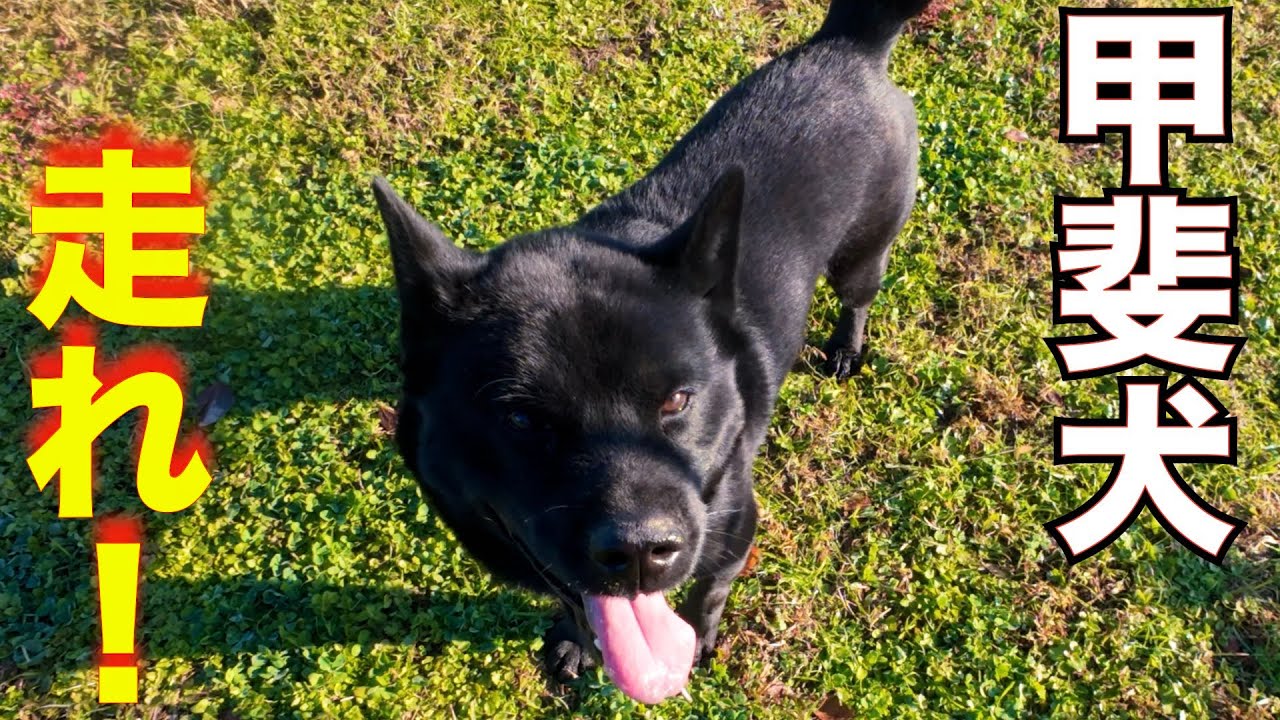 【大迫力】甲斐犬瑞稀くん畑で大興奮！　突撃あるのみ👍