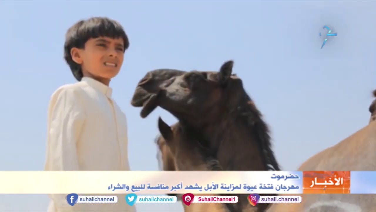 #حضرموت .. مهرجان فتخة عيوة لمزاينة الإبل يشهد أكبر منافسة للبيع والشراء