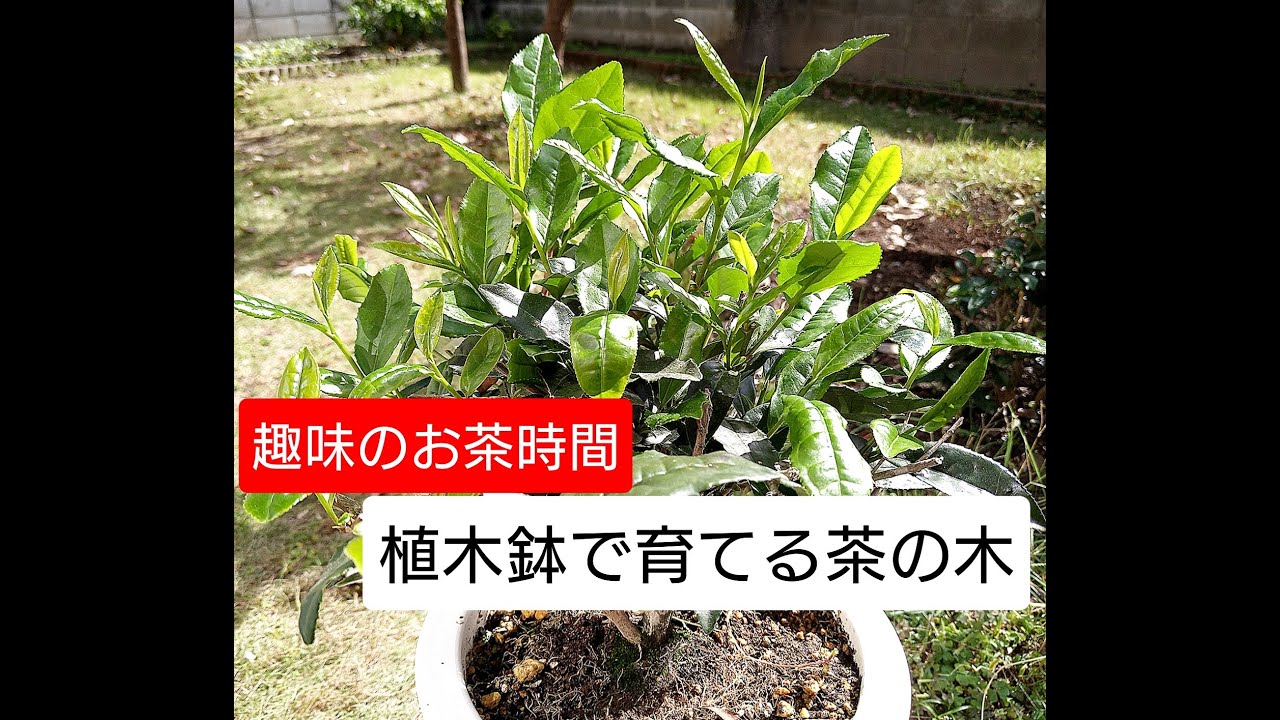 茶の木を植木鉢で育てています。    Tea trees grown in flowerpots