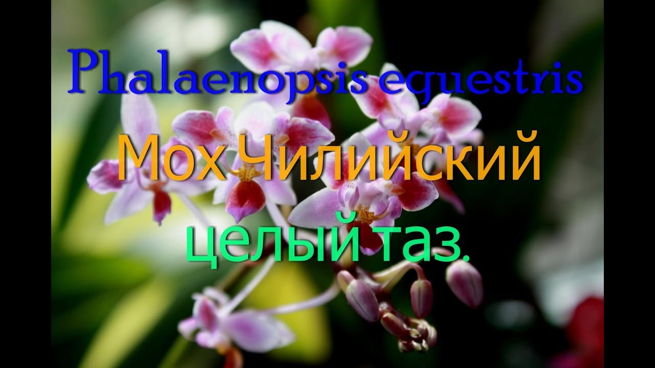 Первое цветение орхидеи -Phalaenopsis equestris.Мох Чилийский целый тазик.