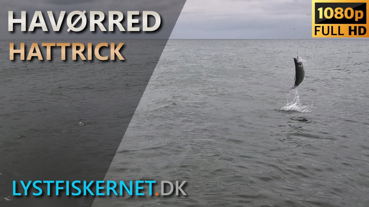 Fisketur den 23.04.2023  | Havørred Hattrick ved Jernhatten  |  Kystfluefiskeri efter havørred