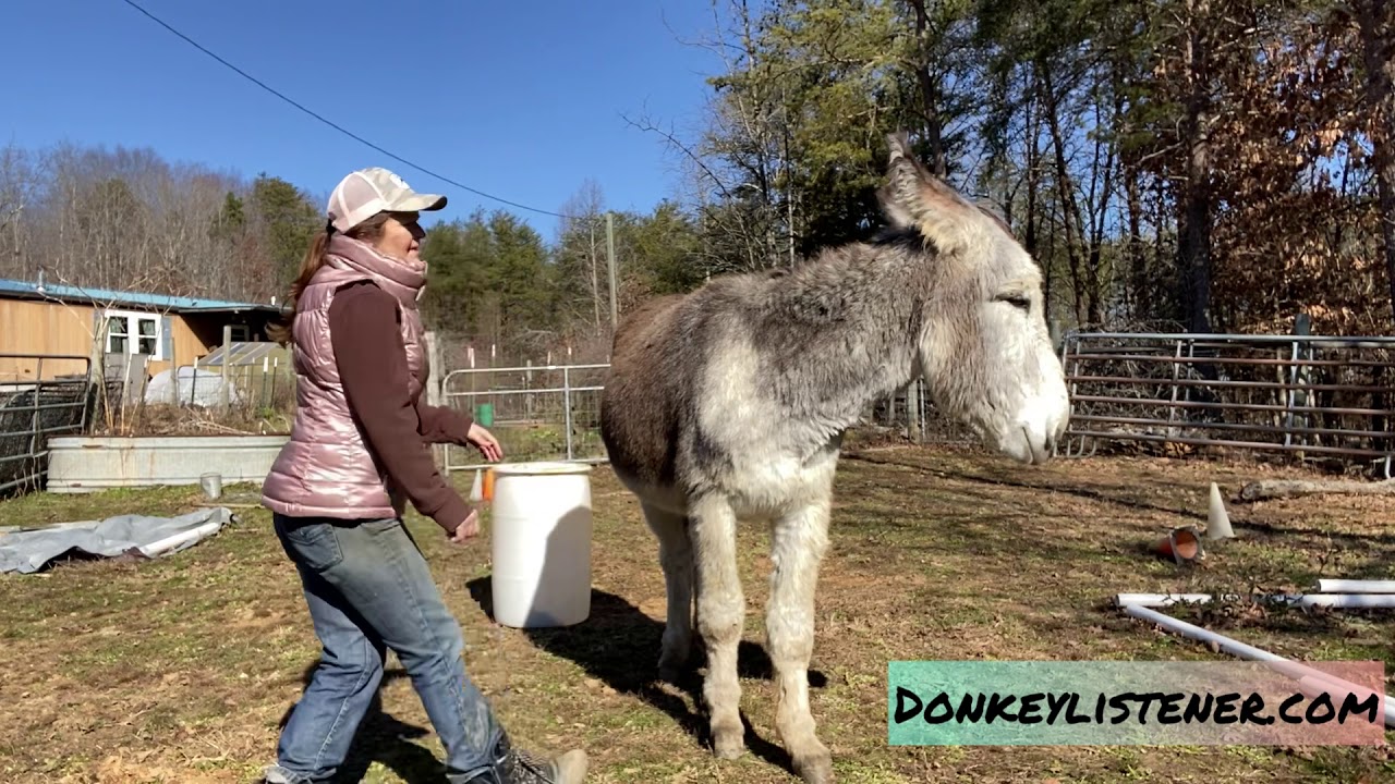 Donkey Training &hearts;️ monthly training challenge and Traveller case study