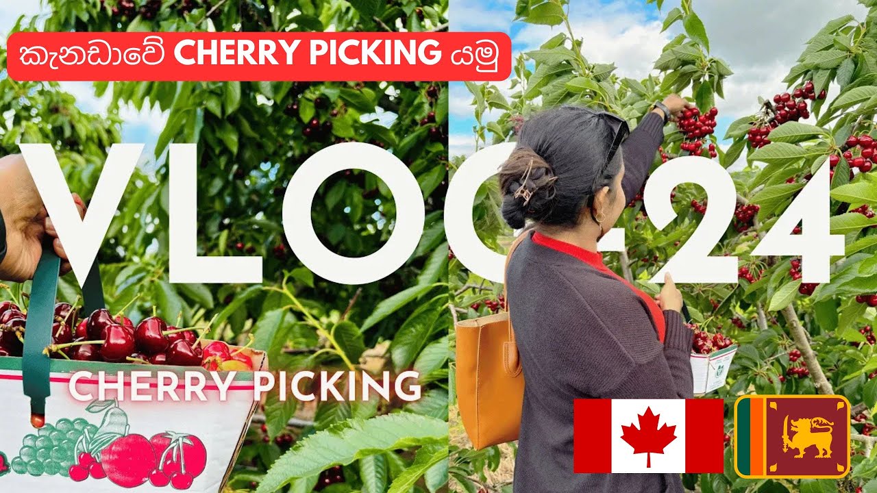එන්න අපි එක්ක කැනඩාවේ Cherry Picking යමු First Experience of Cherry Picking!🍒🍒