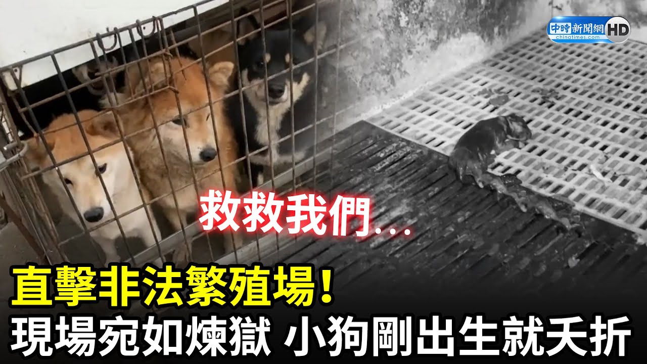直擊非法繁殖場！現場宛如煉獄　小狗剛出生就夭折｜中時新聞網