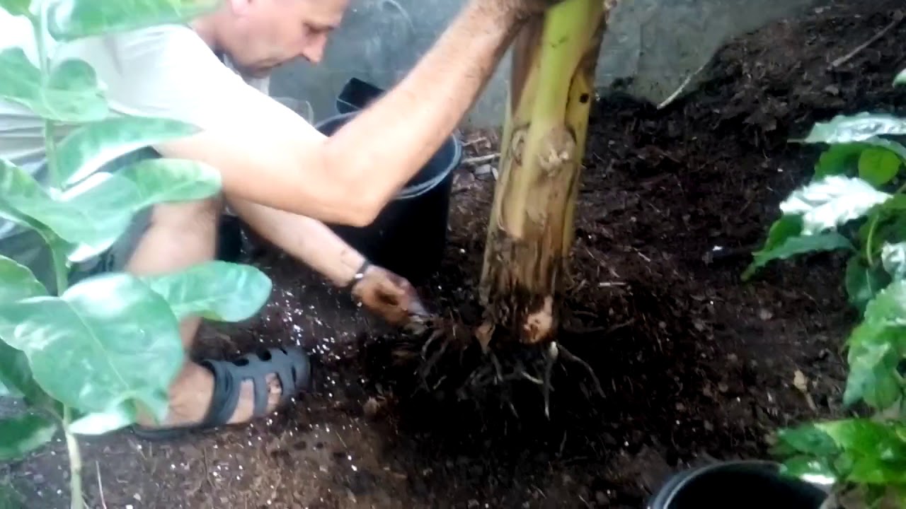 Пересадка больших бананов.